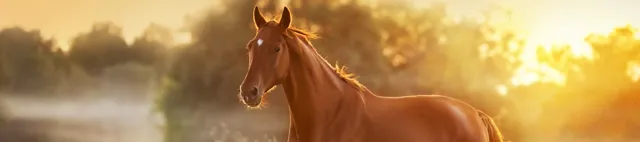 Pferd läuft auf der Weide