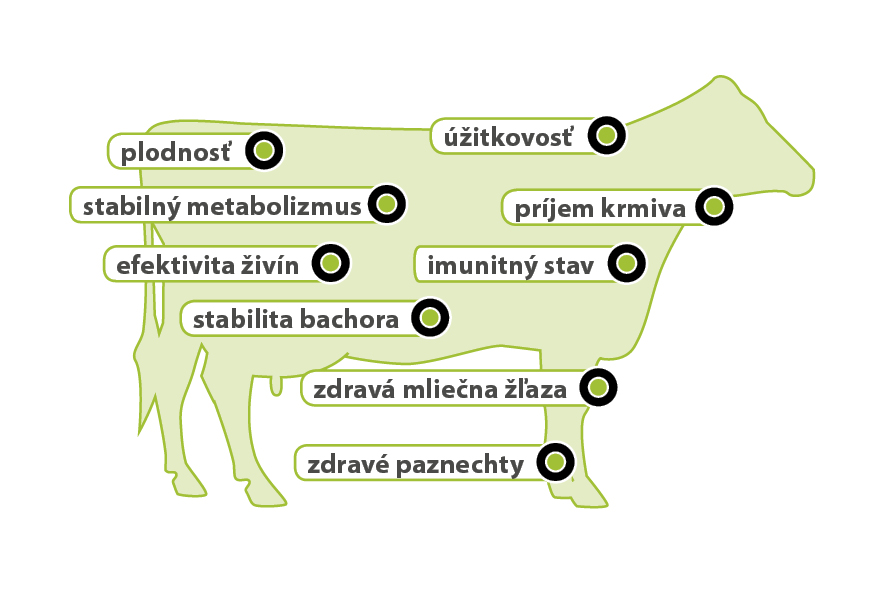 AMINOTRACE bei Rindern