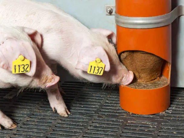 Ferkel mit SCHAUMANN SIXPIG Ferkel mit SCHAUMANN SIXPIG