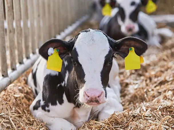 Kalb im Stroh