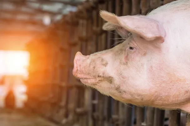 Schwein Schwein