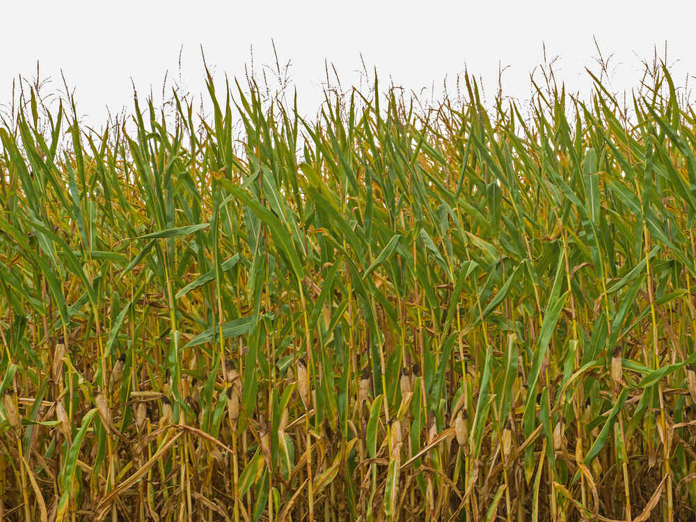 Ošetrenie suchom poškodenej kukurice silážnym prostriedkom BONSILAGE SPEED M