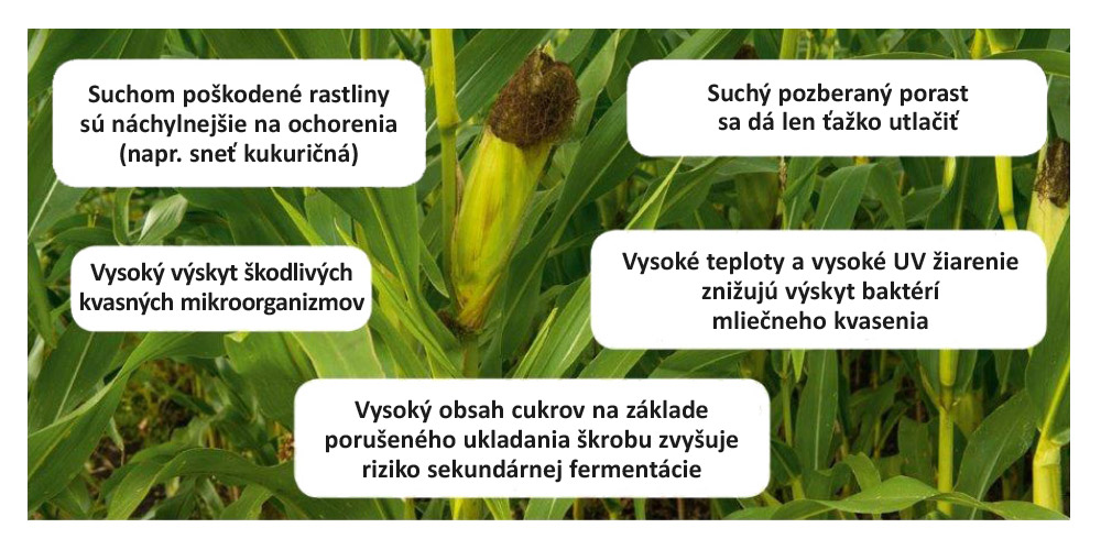 Riziká suchom poškodenej kukurice