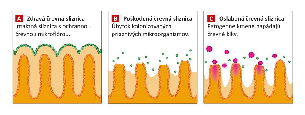 Zdravá črevná sliznica prasiatok