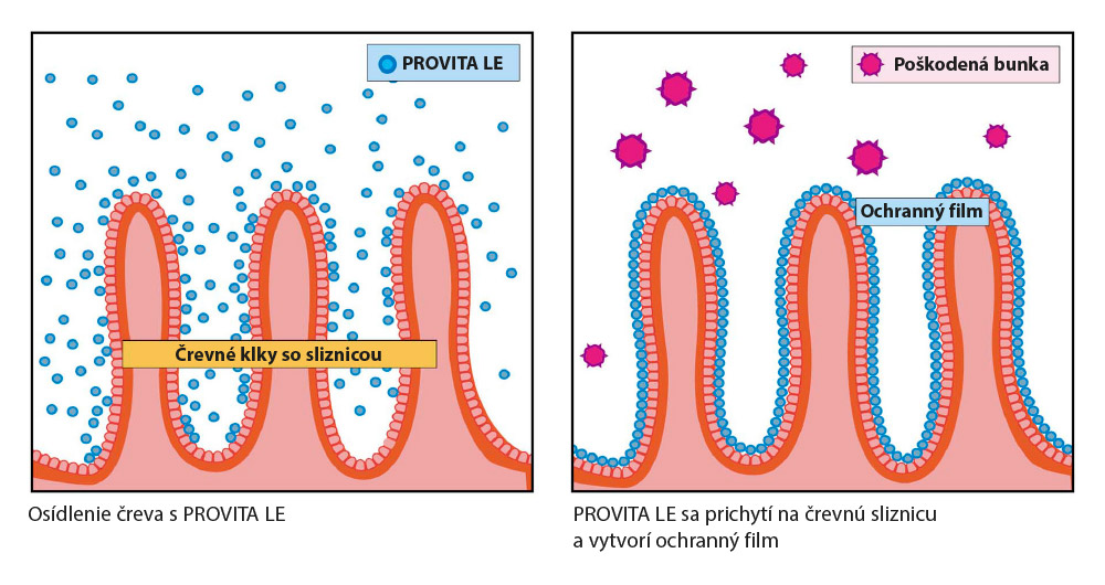 Tvorba ochranného filmu na črevnej sliznici s PROVITA LE