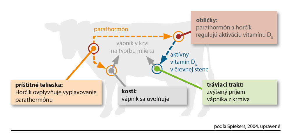 Horčík v metabolizme vápnika