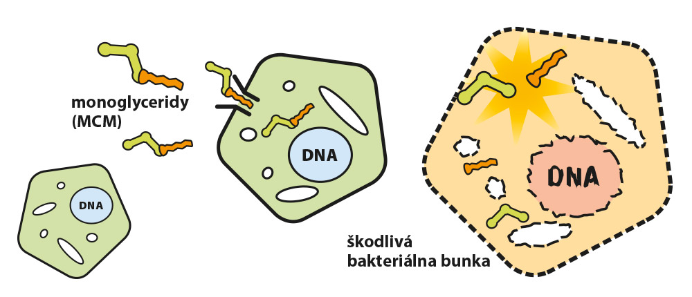 Monoglyceridy a škodlivé bunky