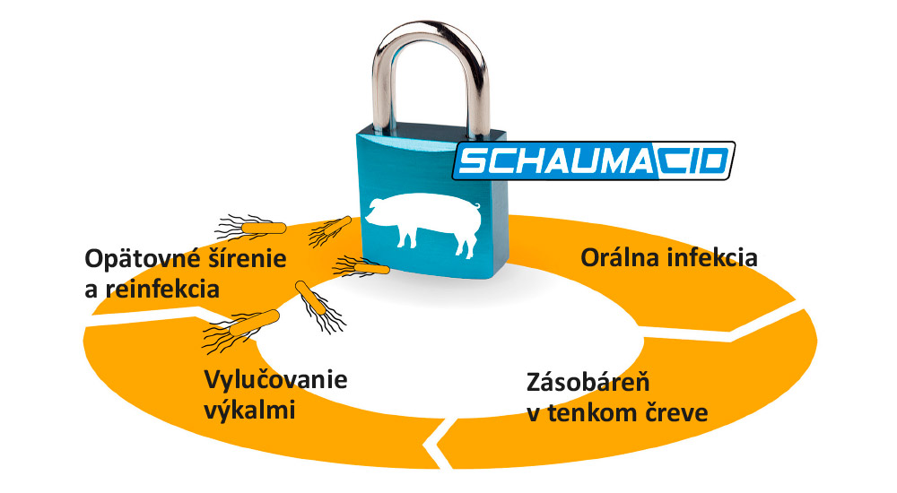 SCHAUMACID zastavuje reťazec nákazy salmonelou v stáde